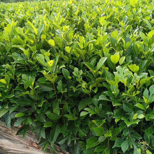浦北县低价处理 菠萝蜜苗