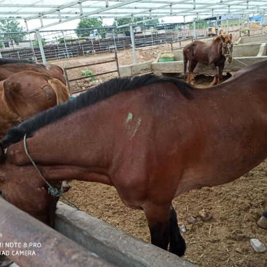 石家庄肉马 重型马，拉车马