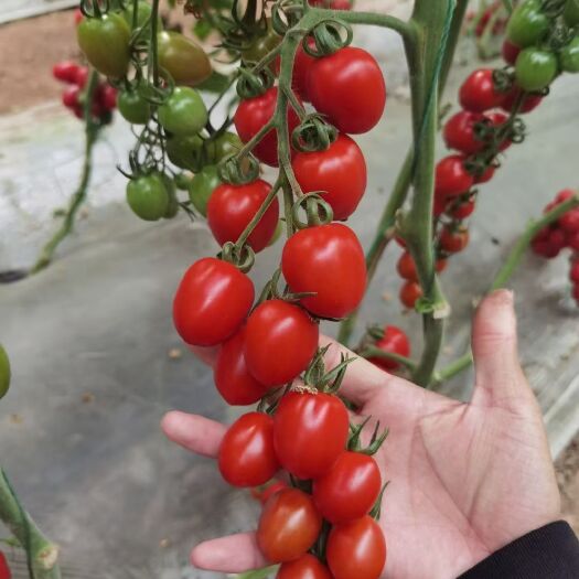 寿光市千禧圣女果苗 嫁接小西红柿苗 小红番茄苗 采摘西红柿苗