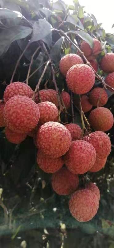 廉江市妃子笑荔枝 妃子笑白糖罂