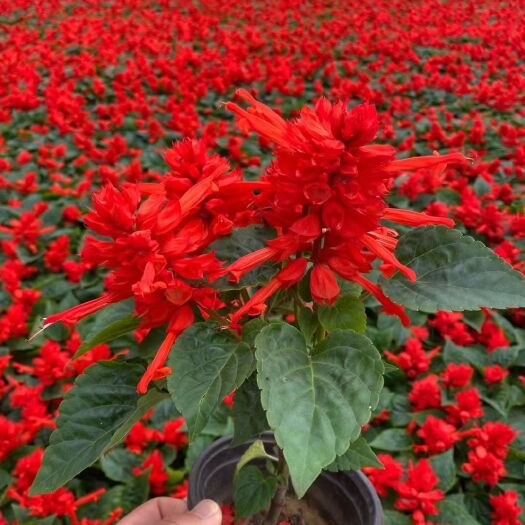 青州市一串红  时令花卉 花坛 苗圃直发  价格低质量好