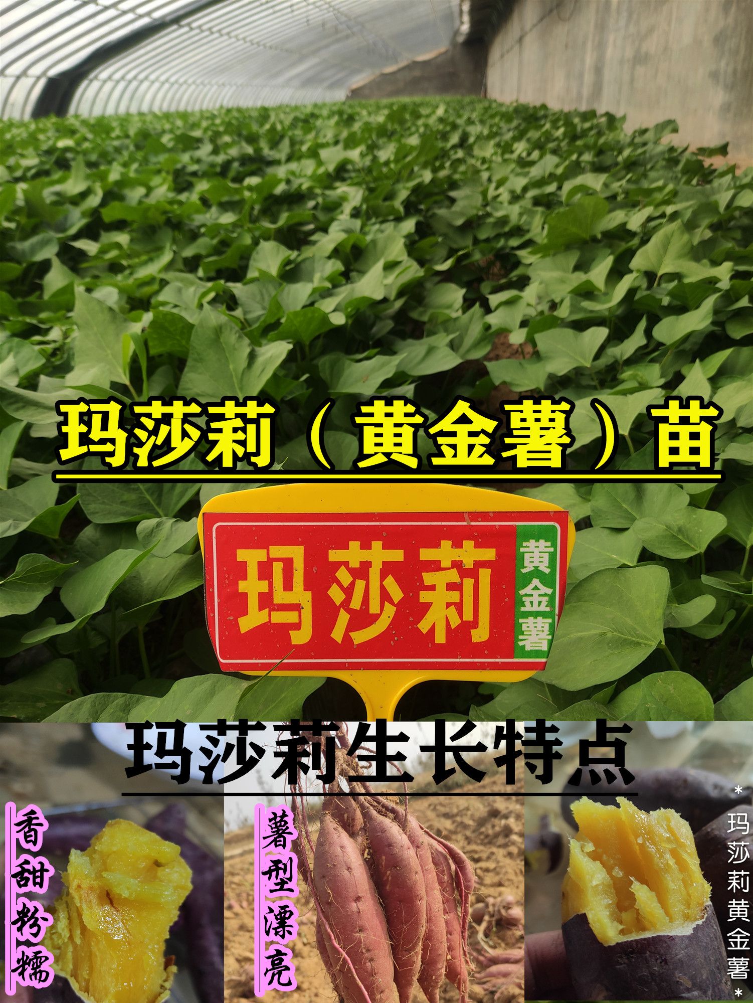 红薯种  玛莎莉脱毒红薯苗、丝滑红薯苗、蜜薯玛莎莉 玛莎莉