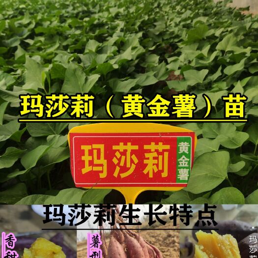临沂红薯种  玛莎莉脱毒红薯苗、丝滑红薯苗、蜜薯玛莎莉 玛莎莉