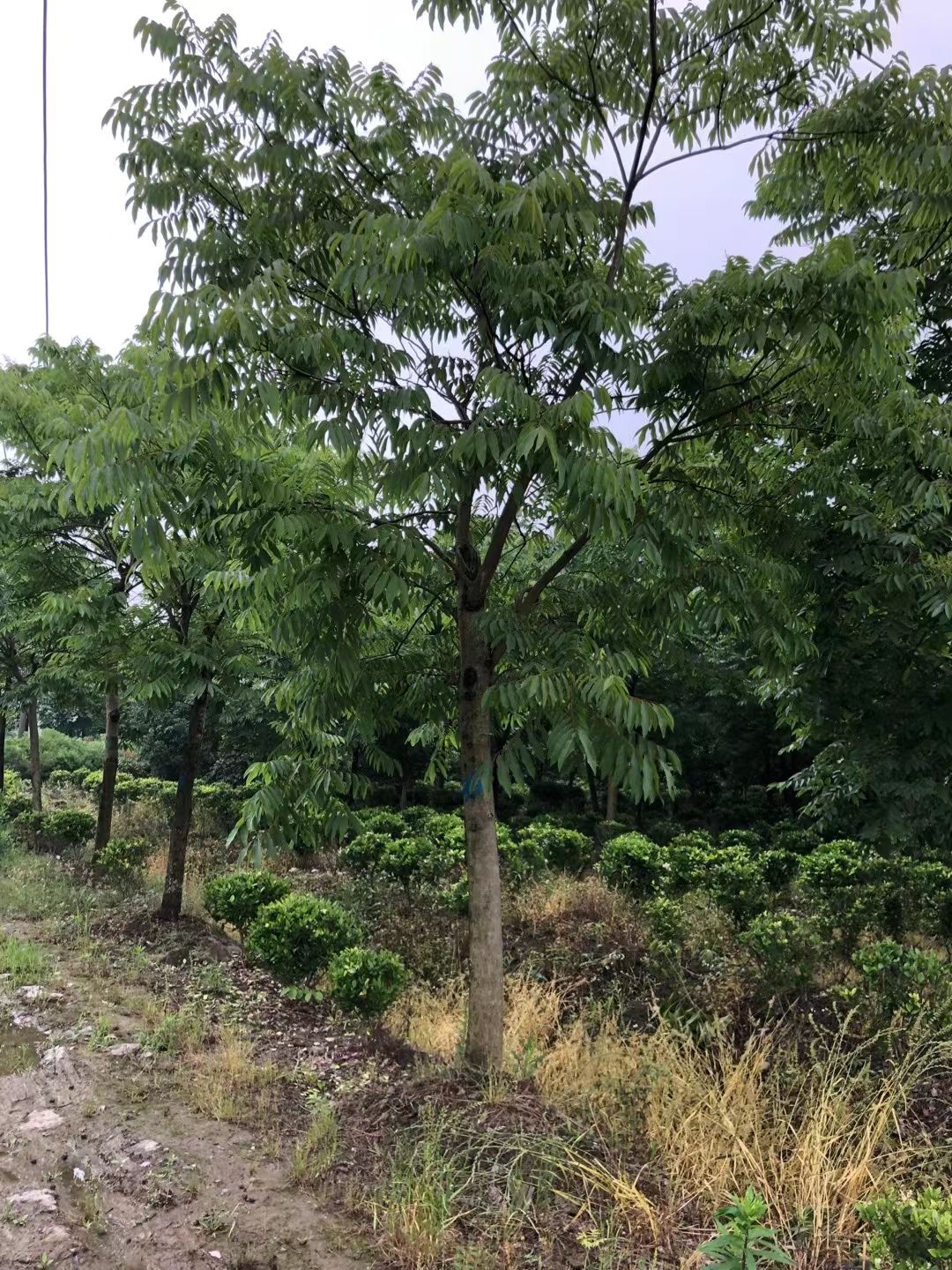 江西省九江市柴桑区供应优质无患子全草中药材