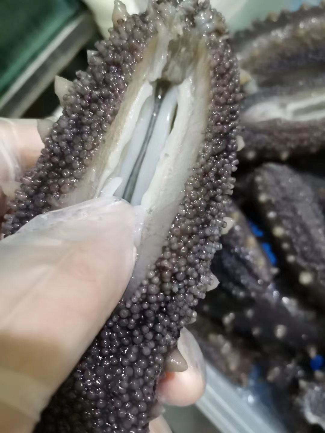 即食海参  极好口感【包邮】【厂家直销】【自食，送礼】【每斤4-6大头】