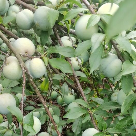 梧州 三华李