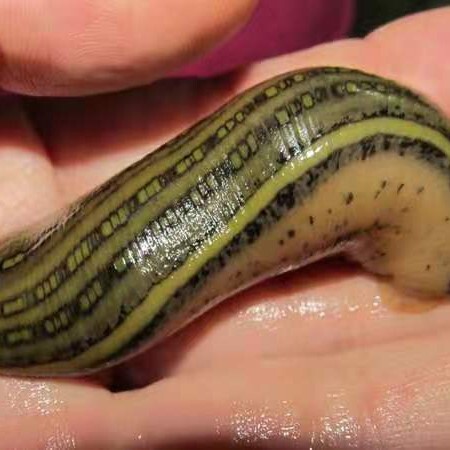 建湖县 宽体金线蛭