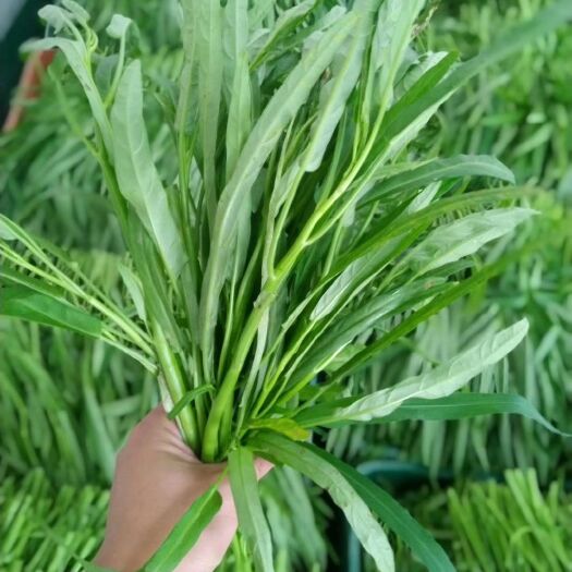 上海 空心菜（基地常年供应各类蔬菜）
