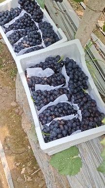 宁陵县 夏黑葡萄