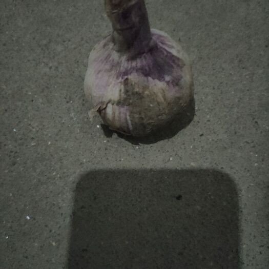 沭阳县 大蒜