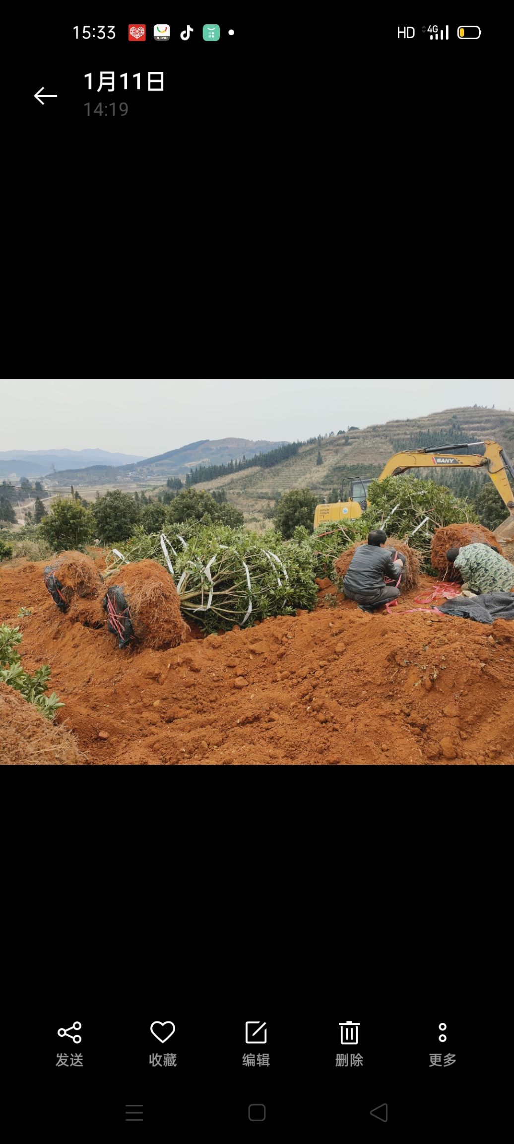 大黑炭杨梅树苗  2.5～3.5冠幅杨梅断根苗