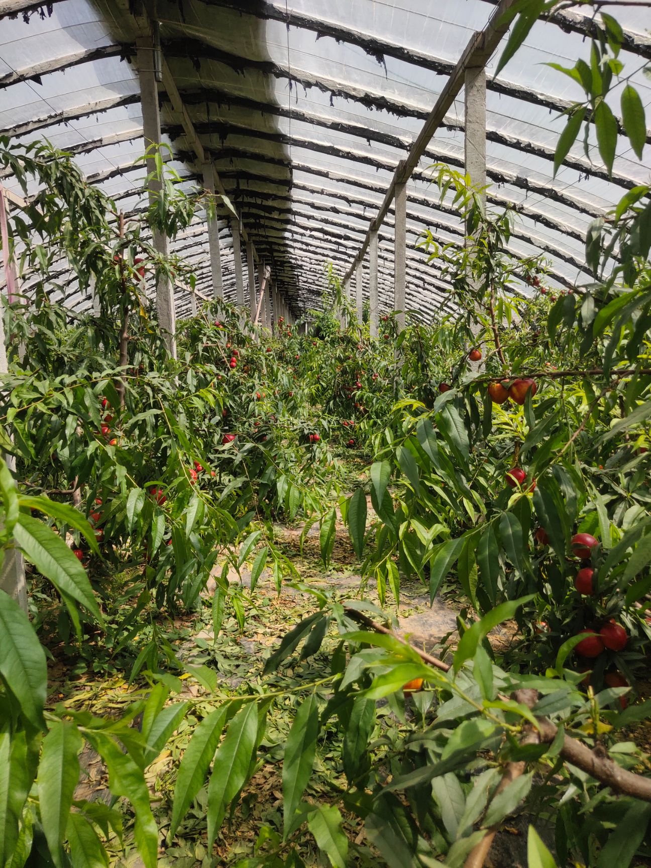 黄油桃 黄肉油桃 全红特级果 脆甜硬度好 48/中油4号 代