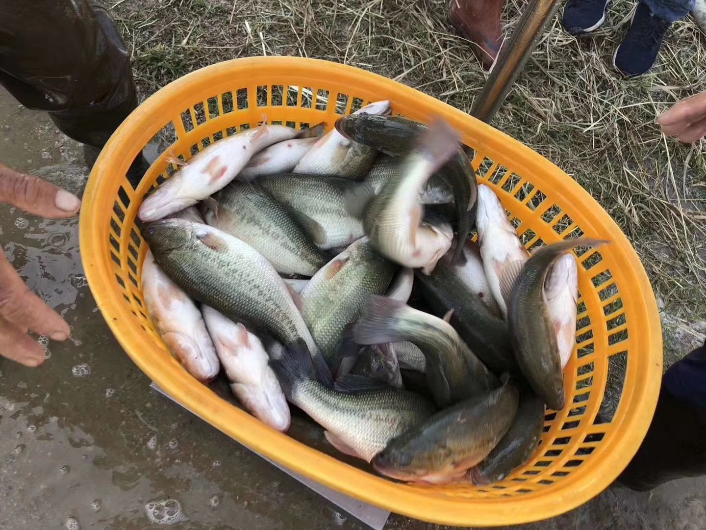 鲈鱼苗 加州3号鲈鱼苗 鱼场批发直销 提供技术指导 包运输