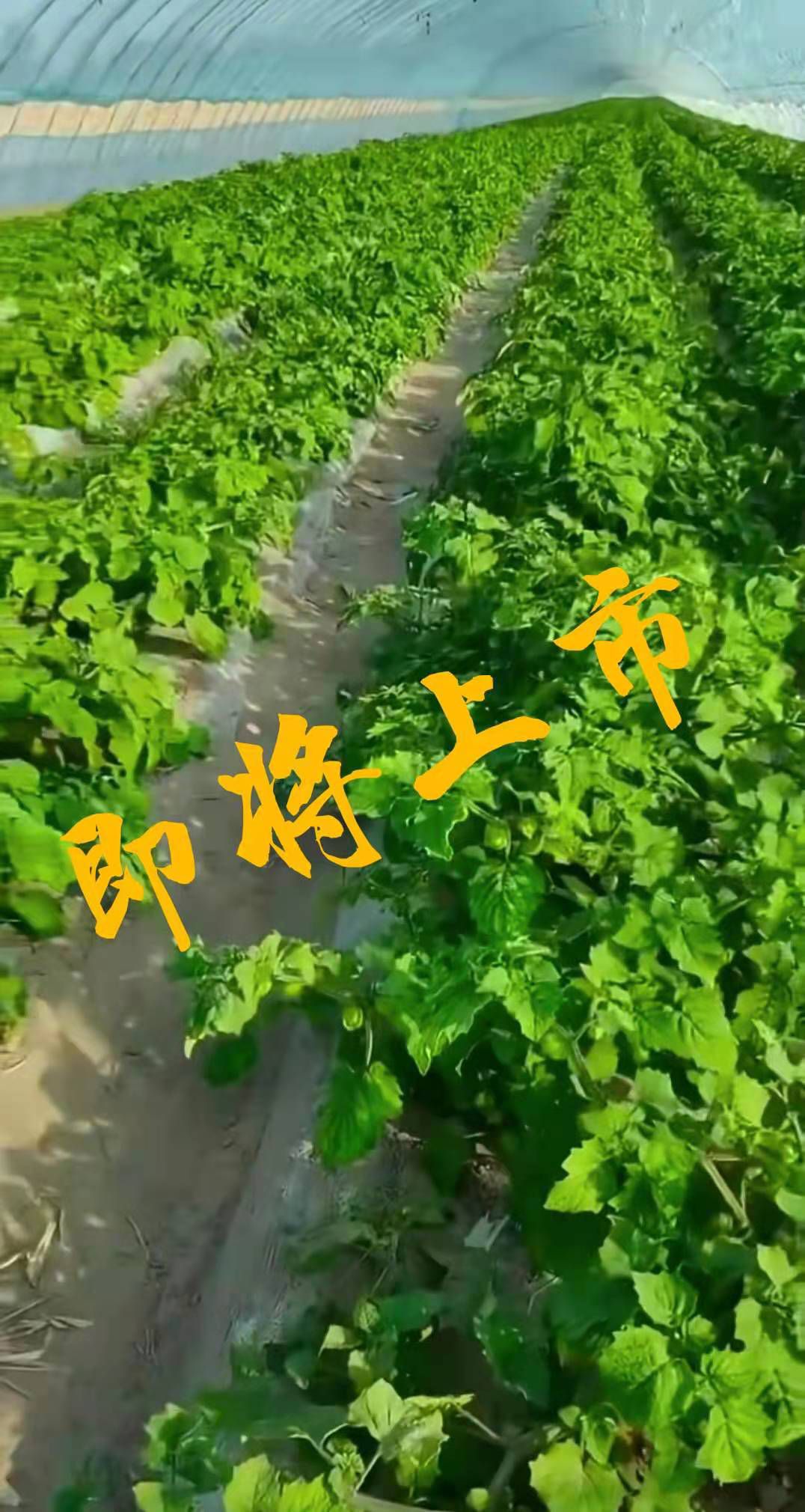 大安市姑娘果 菇娘果代收代发