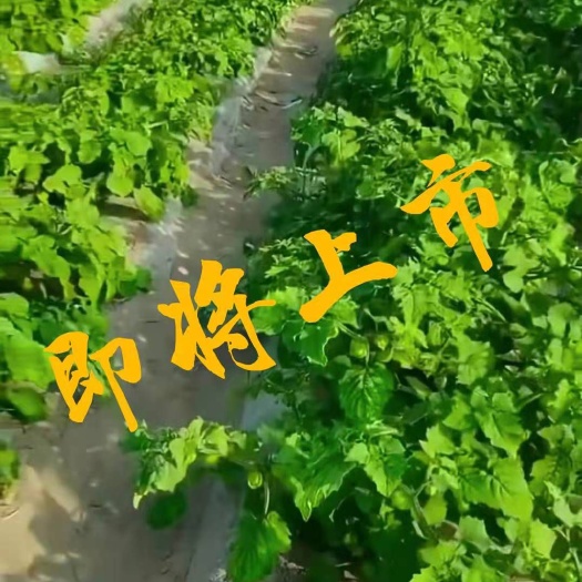 大安市姑娘果 菇娘果代收代发