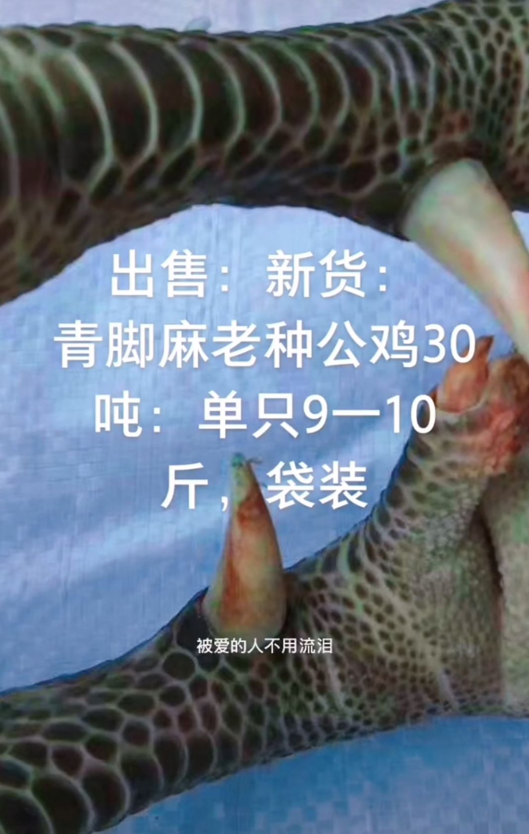 白条鸡 青脚大公鸡，老公鸡，