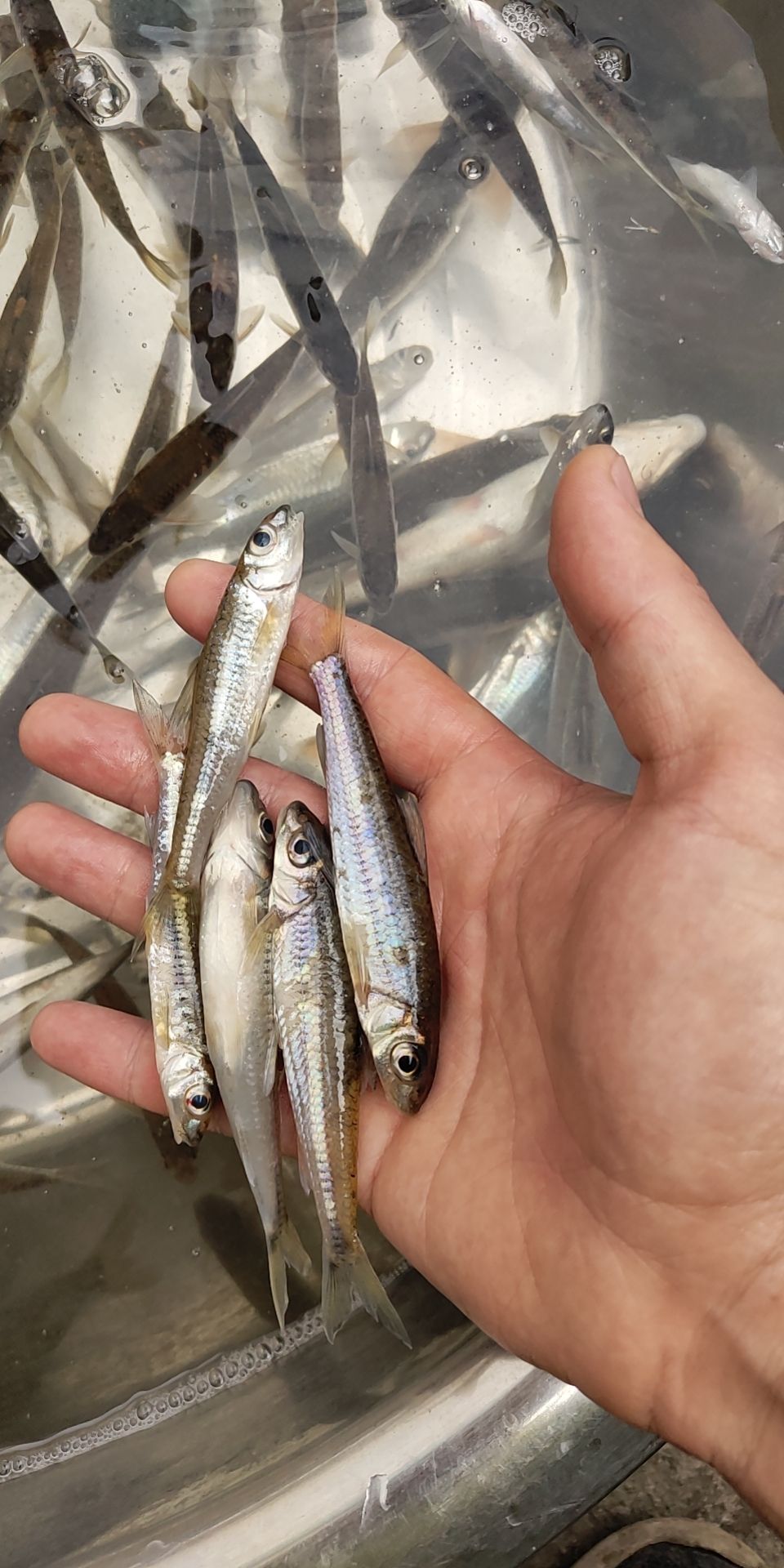 白条鱼  肉眼鱼 亮眼鱼