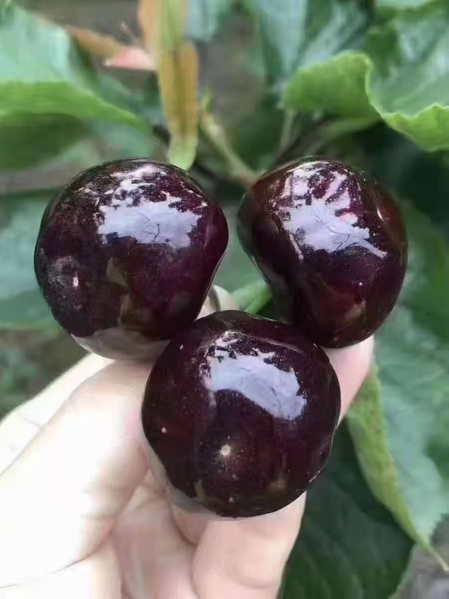 黑珍珠樱桃 雅安市汉源县的车厘子