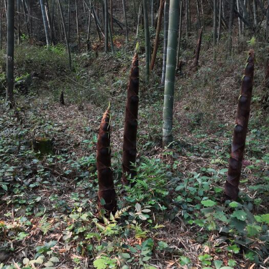 宅基地  养值林地  竹林地  山林