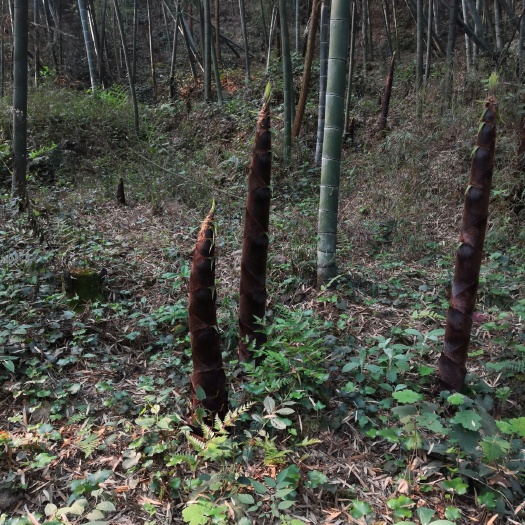 长宁县宅基地  养值林地  竹林地  山林