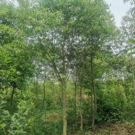 九江 红果冬青基地大量供应，江西红果冬青苗圃自产自销，各种规格冬青