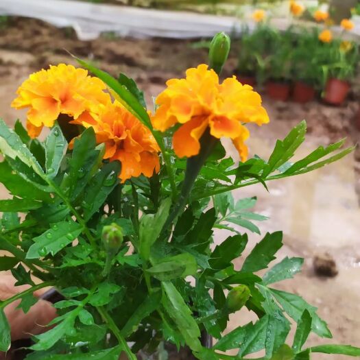 青州市孔雀草  黄色 橘红  苗圃直发  价格低  质量好