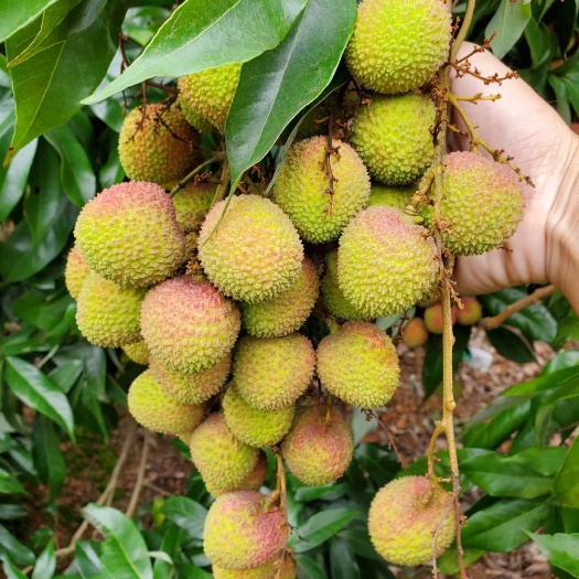 灵山县 妃子笑荔枝