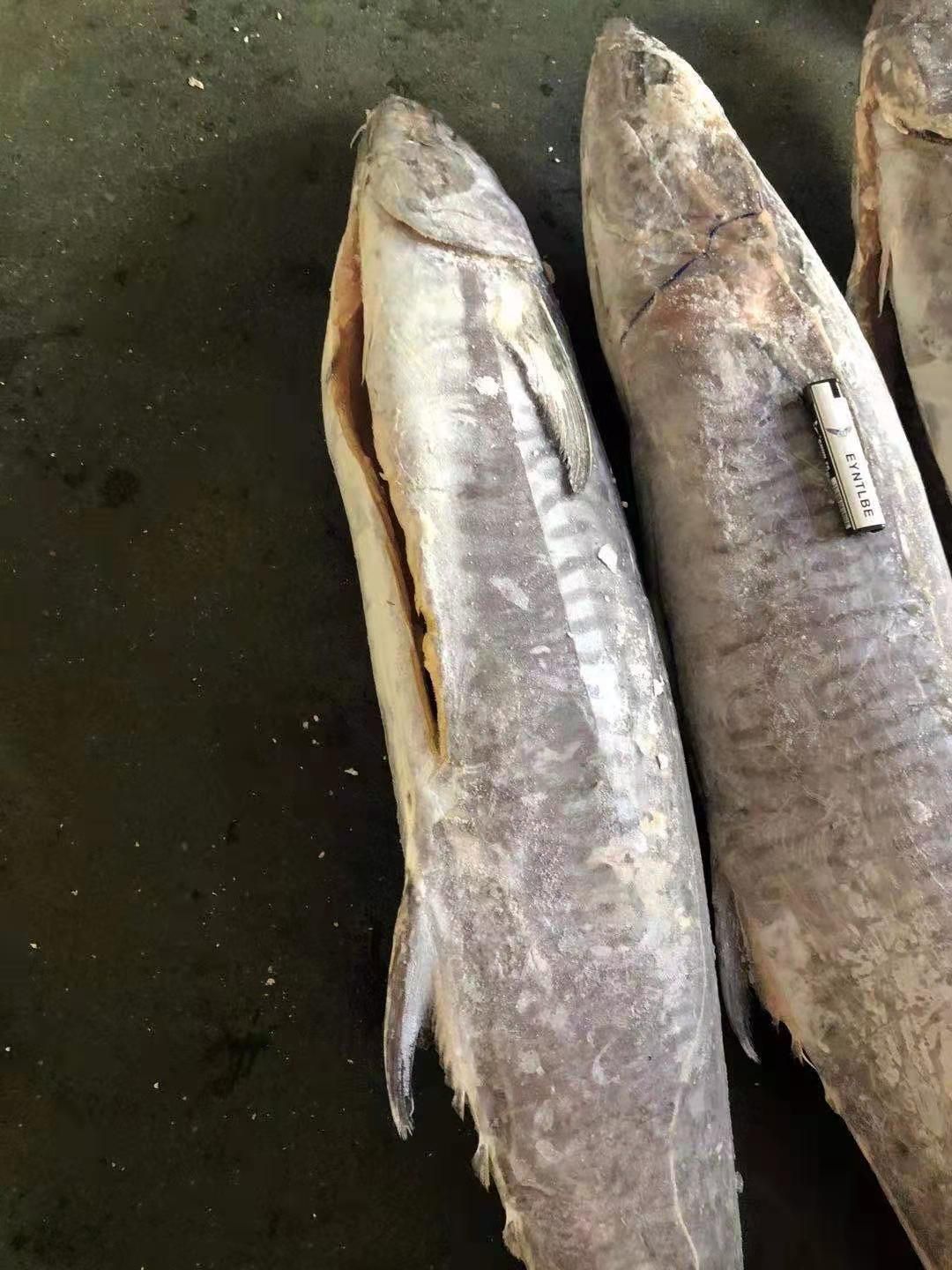 印尼缅甸山东浙江马达加斯加各产地马鲛鱼，需要的联系