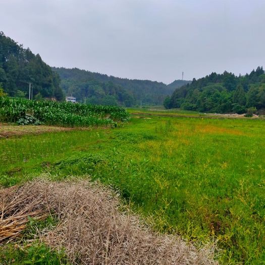 盐亭县水田  土地流转