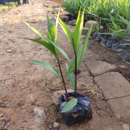 宜良县翠芦莉盆栽  小袋翠芦莉大量有货