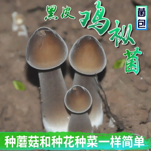 西乡县 黑皮鸡枞菌包，
