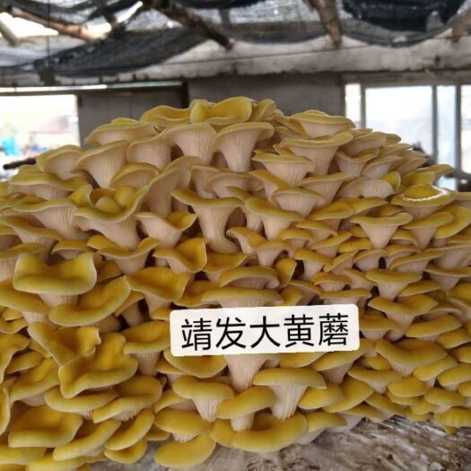靖宇县黄蘑，榆黄蘑，鸡油菌，黄蘑干，产地批发，保质保量。