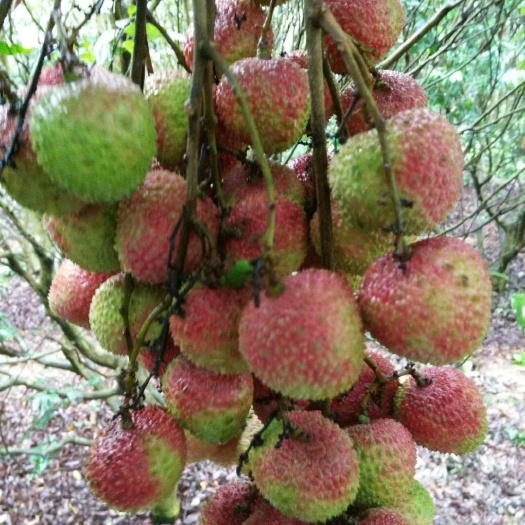 灵山县妃子笑荔枝