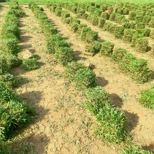四会市大叶油草 