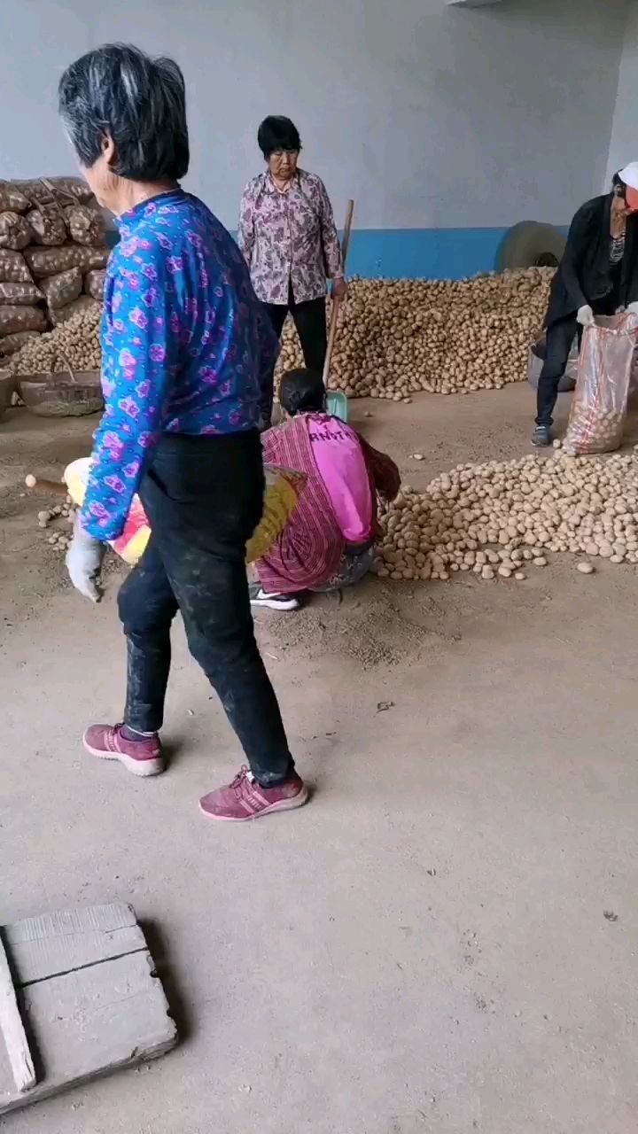 迷你土豆  迷你小土豆
