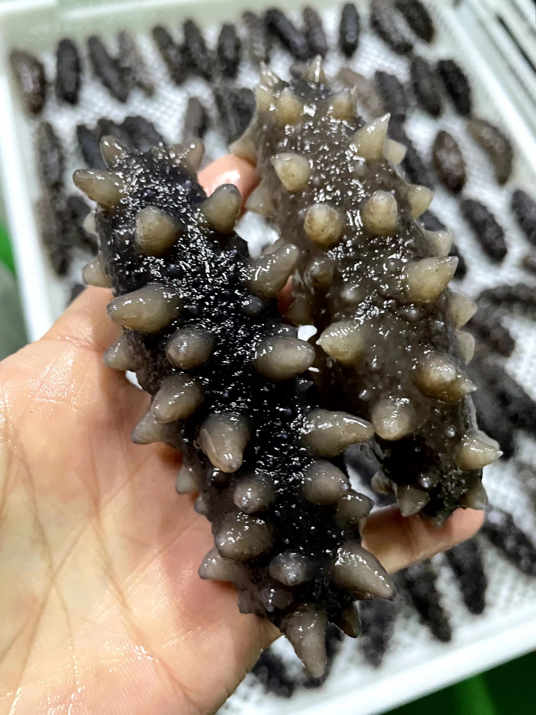 即食海参  极好口感【包邮】【厂家直销】【自食，送礼】【每斤4-6大头】