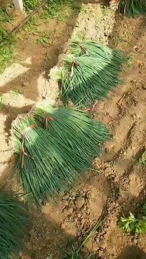 潍坊铁杆大葱苗 铁杆葱苗继续卖，品种优，价格低到冰点，保证质量，信誉好。