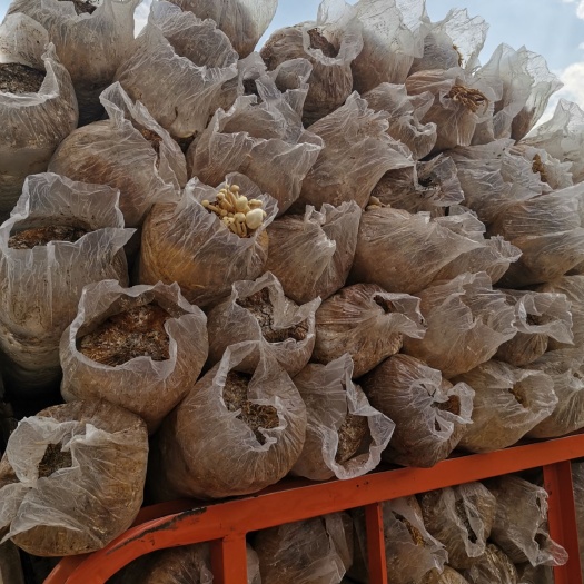 陆良县食用菌渣  金针菇渣