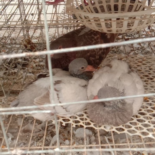 范县 银王肉鸽自己养