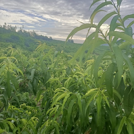 枣阳市 黄金蜜一号