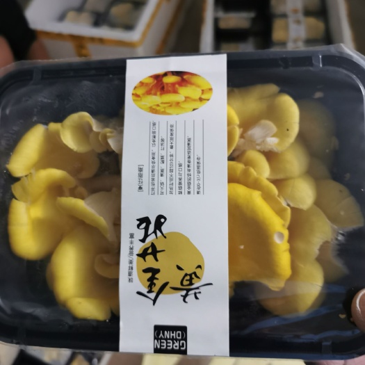 栗蘑  鸡油菌