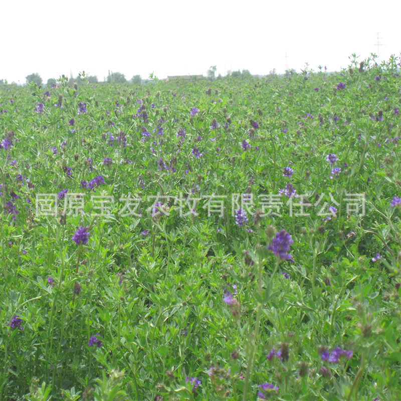 紫花苜蓿草颗粒一级