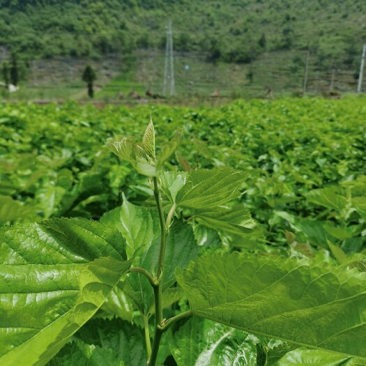 隆林县桑芽菜清肝明目