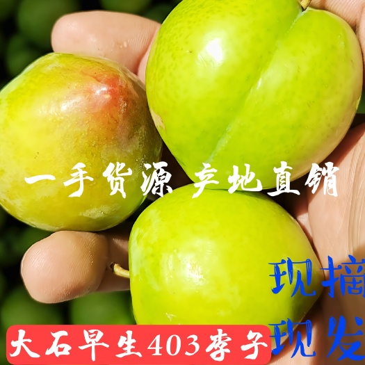 内乡县李子 河南露天大石早生李子 产地直销 保质保量代发一条龙服务
