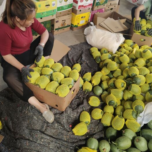 新乐市甜瓜种植基地 芝麻脆 甜瓜