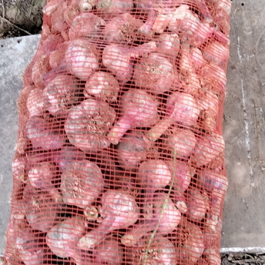 濮阳县红皮蒜  个大，质量不错