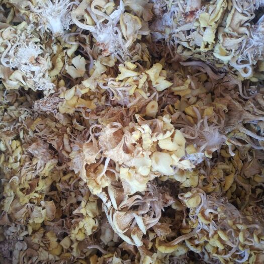 郑州鸡油菌 榆黄磨
