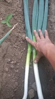 长白大葱  大葱，毛葱，铁杆大葱，安丘市大葱代办老隋竭诚为您服务