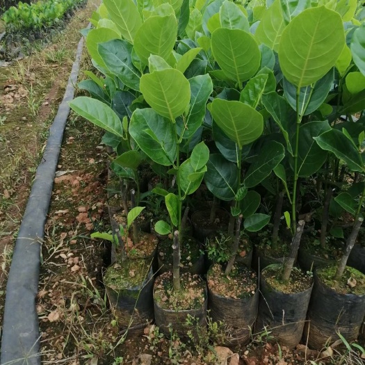 白沙县红肉泰国八号菠萝蜜苗