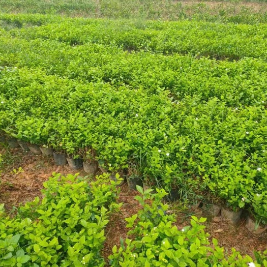 横州市 茉莉花